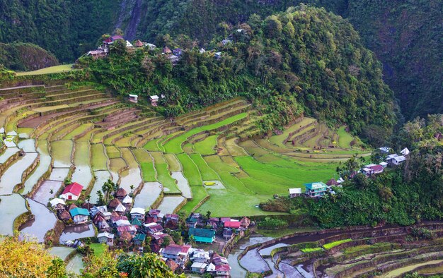 Schöne grüne Reisterrassen auf den Philippinen. Reisanbau auf der Insel Luzon.