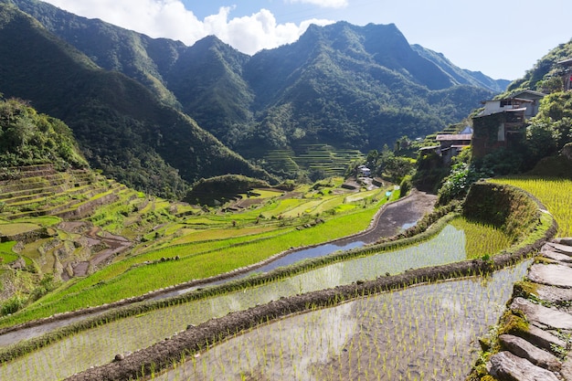 Schöne grüne Reisterrassen auf den Philippinen. Reisanbau auf der Insel Luzon.