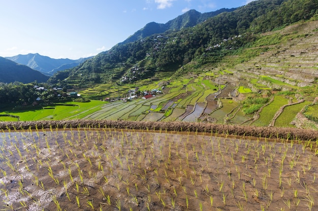 Schöne grüne Reisterrassen auf den Philippinen. Reisanbau auf der Insel Luzon.