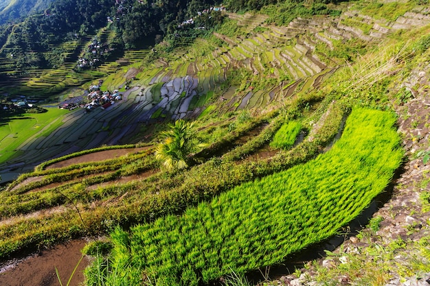 Schöne grüne Reisterrassen auf den Philippinen. Reisanbau auf der Insel Luzon.