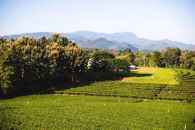 Schöne grüne Teeplantage am Morgen bei Chouifong Teeplantage, Provinz Chiang Rai, Thailand.