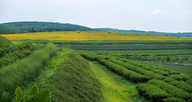 Schöne grüne Teeplantage hinterlässt Landschaftshintergrund Landschaftsgrüne Natur, die für den Sommer bunt blüht