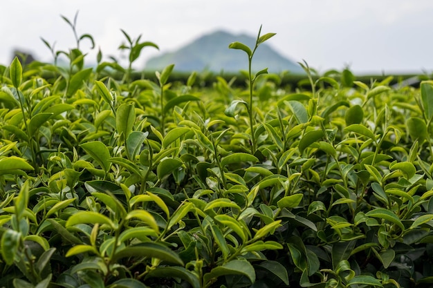 Schöne grüne Teeplantage hinterlässt Landschaftshintergrund Landschaftsgrüne Natur, die für den Sommer bunt blüht