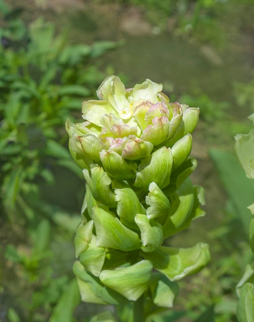 Schöne grüne Tulpenblume mit unscharfem Hintergrund