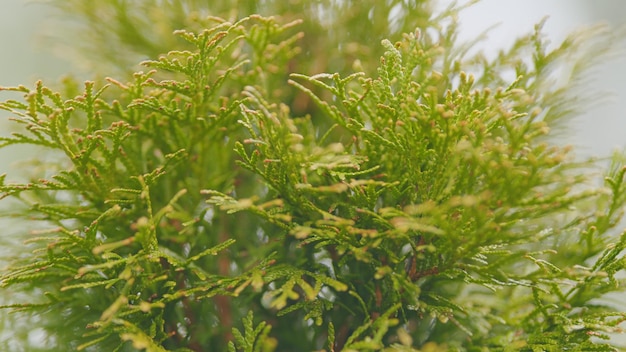 Schöne grüne Weihnachtsblätter von Thuja-Bäumen