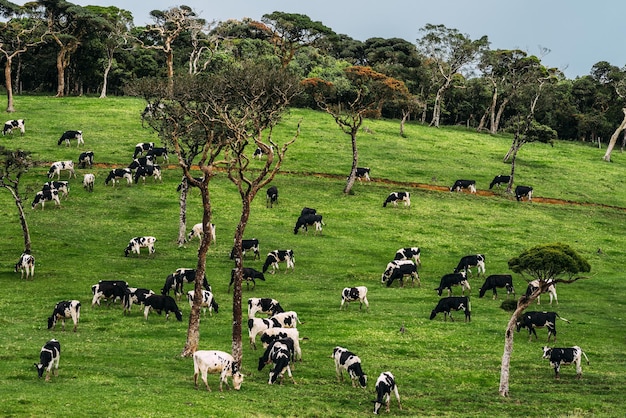 Schöne grüne Wiese, auf der Kühe grasen. Kühe grasen auf einer grünen Wiese. Kuhherde. Landwirtschaft. Milchbauernhof. Milchprodukte. Umweltfreundliches Produkt. Bauernhof in Asien. Wiese mit grünem Gras