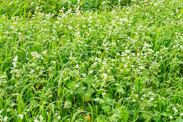 Schöne grüne Wiese im Hintergrund das blühende Buchweizenfeld