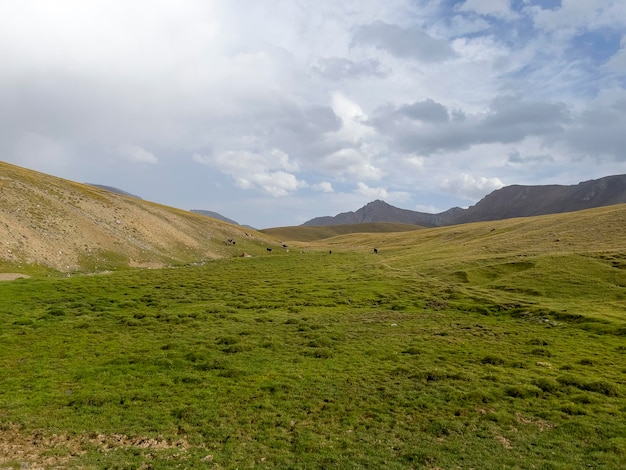 Schöne grüne Wiese in den kirgisischen Bergen