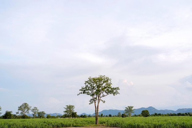 Schöne grüne Wiese mit weißen Wolken, blauem Himmel und Bäumen