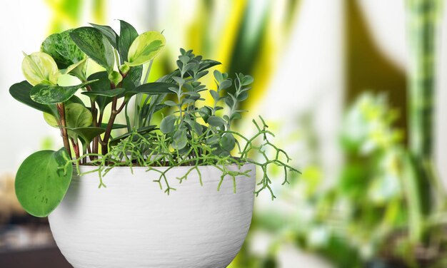 Schöne grüne Zimmerpflanze im Topf