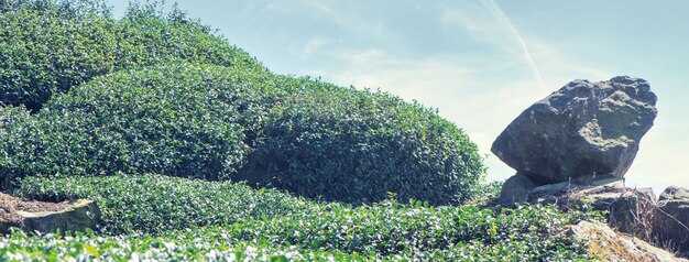 Schöne Grüntee-Erntegartenreihenszene mit blauem Himmel und Wolke, Designkonzept für den frischen Teeprodukthintergrund, Kopienraum.