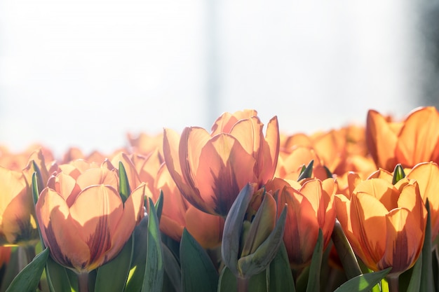 Schöne Gruppe orange Tulpen