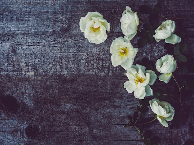 Schöne Hagebuttenniederlassung mit weißen Blumen