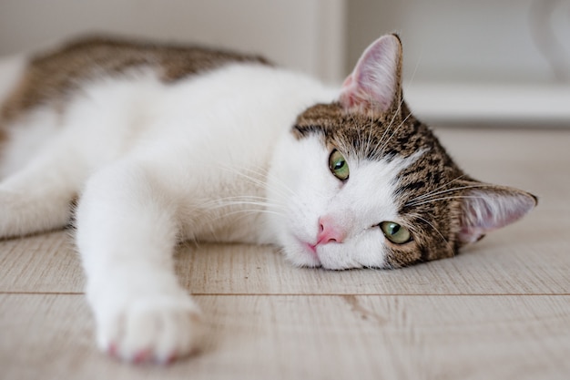 Schöne Hauskatze, die auf dem Boden liegt, Platz für Text, eine Pfote nach vorne gezogen