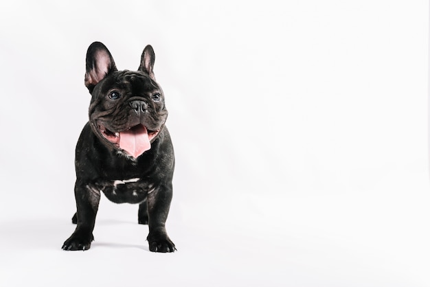 Foto schöne haustiere zusammensetzung mit bulldogge