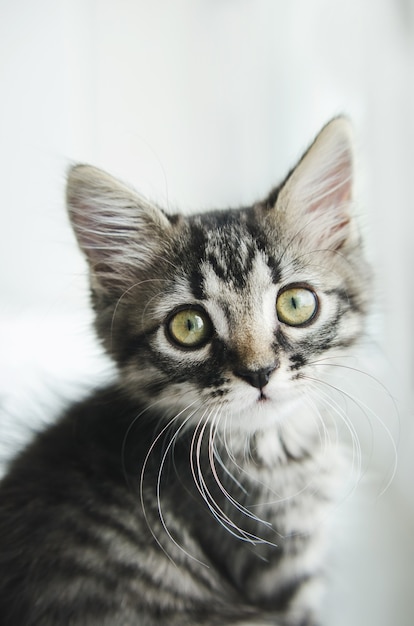 Schöne Haustierkatze, die Kamera betrachtet. Gestreifte Katze mit grünen Augen