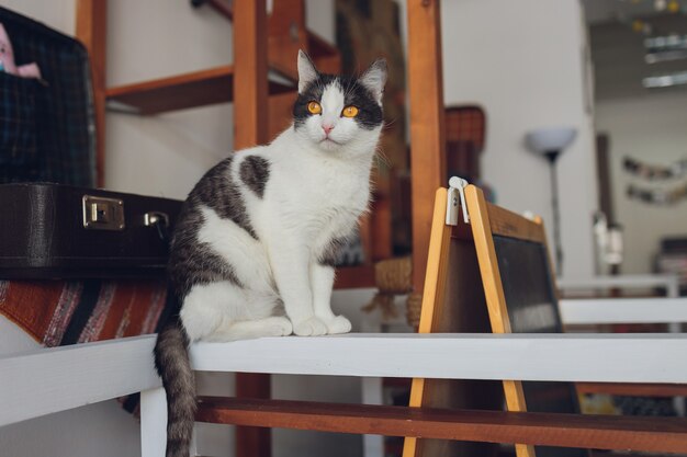 Schöne Haustierkatze, die zu Hause auf dem Tisch sitzt und die Kamera anschaut, die flauschig haariges gestreiftes Haustier mit grünen Augen entzückende pelzige Kätzchenkatzenfreundin drinnen entspannt
