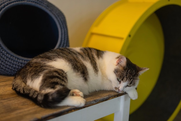 Schöne Haustierkatze, die zu Hause auf dem Tisch sitzt und in die Kamera schaut Entspannendes, flauschiges, haariges, gestreiftes Haustier