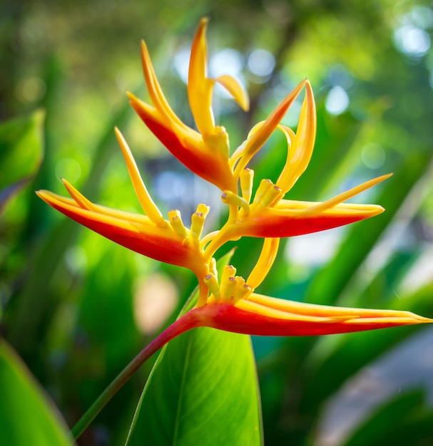 Schöne Heliconia-Blume auf hellem und dunklem tropischem Blattnaturhintergrund