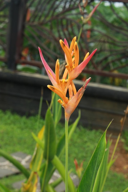 Schöne Heliconia Psittacorum Pflanzen