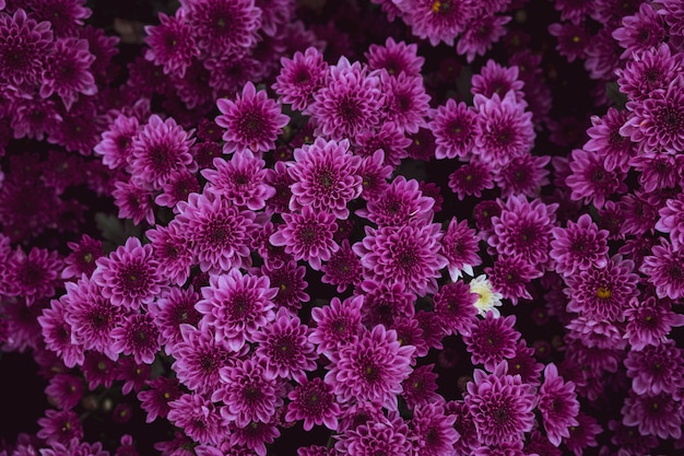 Schöne helle Farbe wilde Blumen wachsen