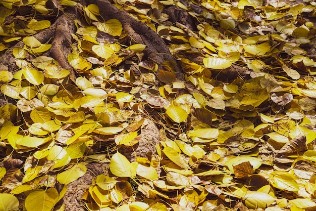 Schöne helle Farbe wilde Blumen wachsen