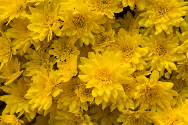 Schöne helle gelbe Chrysanthemenblumen