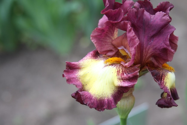 Schöne helle Iris im Sommergarten