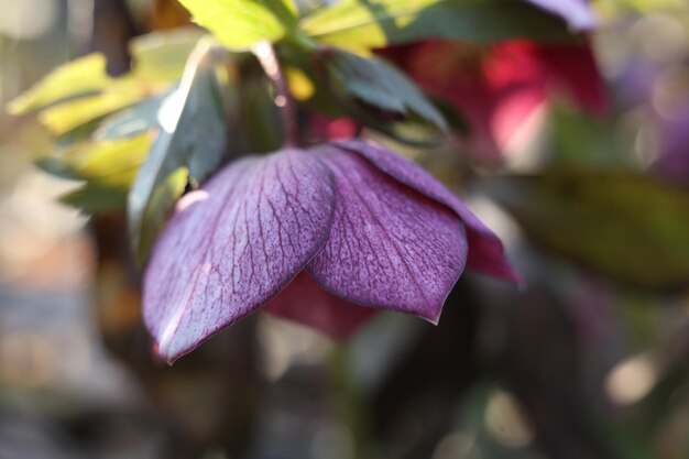 Foto schöne hellebore-blumen im garten selektiver fokus