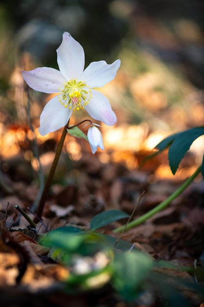 Schöne Helleborus-Blume in den Wäldern der Voralpen Norditaliens