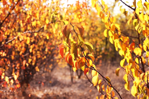 Schöne Herbst Hintergrund