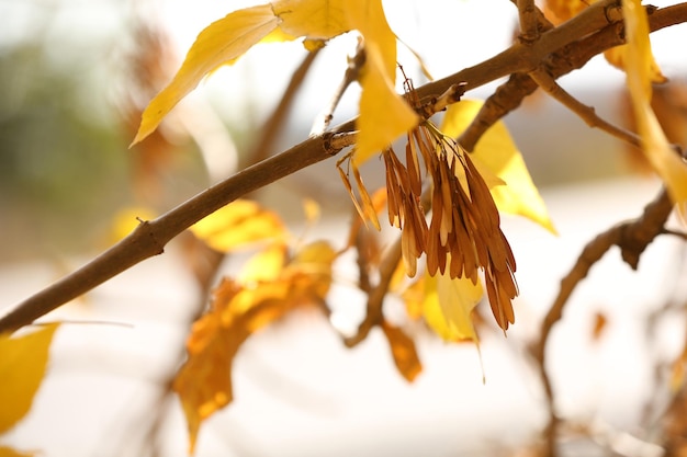 Schöne Herbst Hintergrund