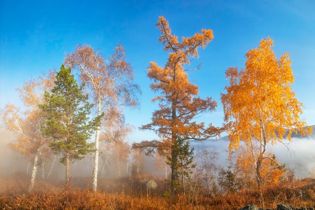 Schöne Herbstansicht Mischwald auf einem Hintergrund des blauen Himmels