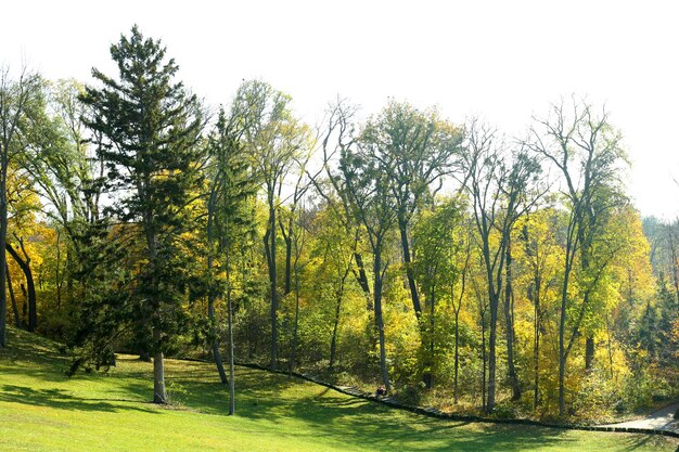 Schöne Herbstbäume im Park