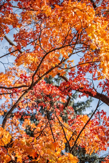 Schöne Herbstbäume mit orangen Blättern