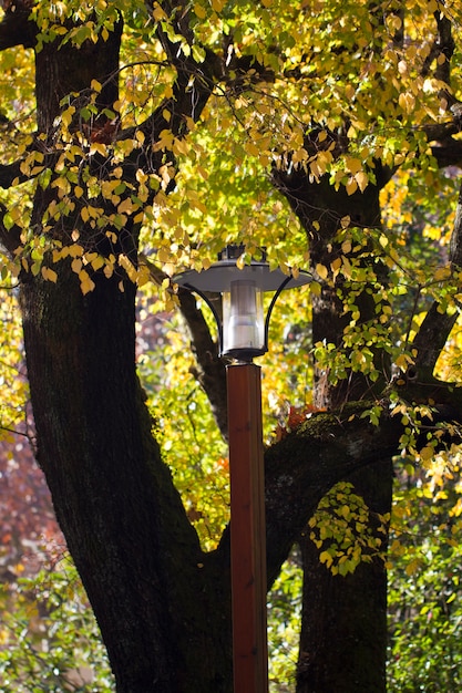 Schöne Herbstbaumaste