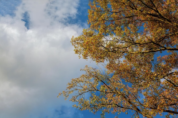 Schöne Herbstbaumgrenze mit herunterfallenden alten Blättern über abstraktem Hintergrund n des blauen bewölkten Himmels