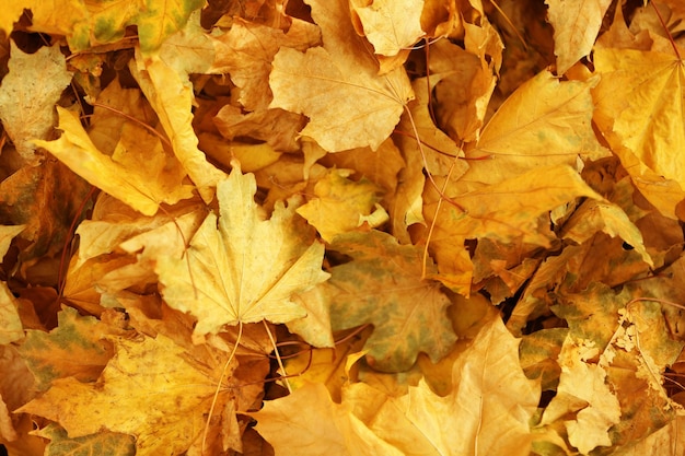 Schöne Herbstblätter auf dem Boden