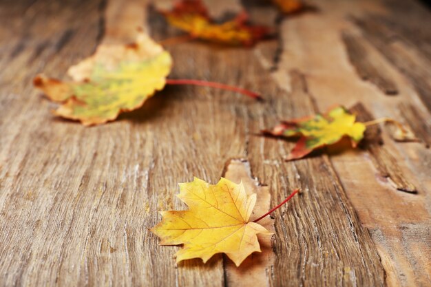 Schöne Herbstblätter auf Holz