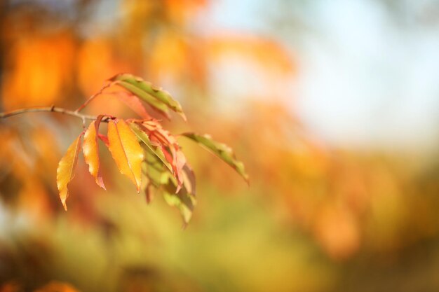 Schöne Herbstblätter auf verschwommenem Hintergrund