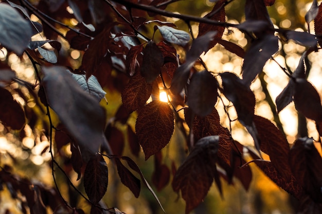 Schöne Herbstblätter der roten Eiche schließen oben. Herbstlandschaftshintergrund.