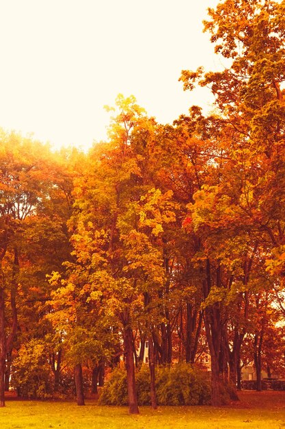 Schöne Herbstlandschaft Hintergrund Vintage Naturszene in der Herbstsaison