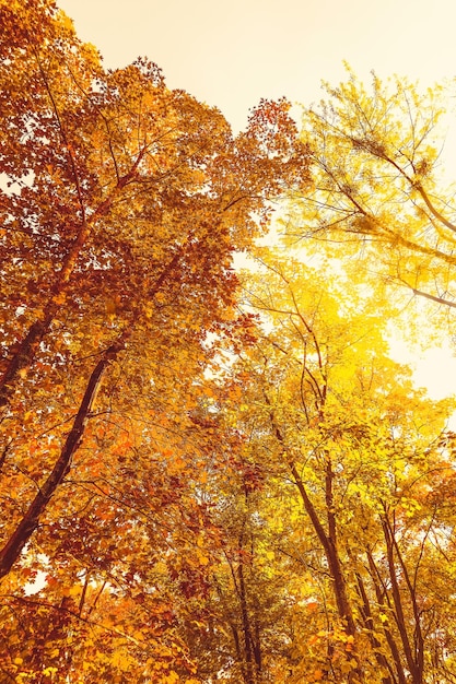 Schöne Herbstlandschaft Hintergrund Vintage Naturszene in der Herbstsaison