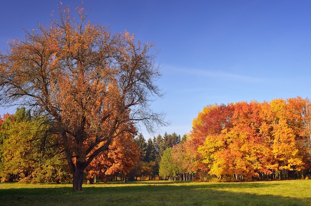 Schöne Herbstlandschaft im Park. Gesättigte Farben des Herbstwaldes