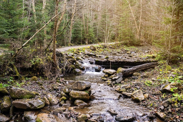 Schöne Herbstlandschaft in den Karpaten Bergfluss im Wald mit Steinen