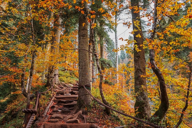 Schöne Herbstlandschaft mit einer Forststraße. Herbst in den kaukasischen Bergen.