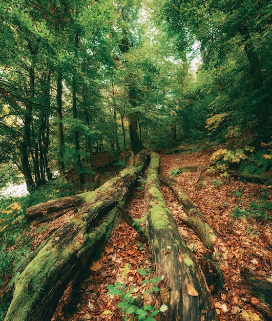 Schöne Herbstlandschaft mit gefallenen trockenen roten Ahornblättern durch den Wald und grüne Bäume