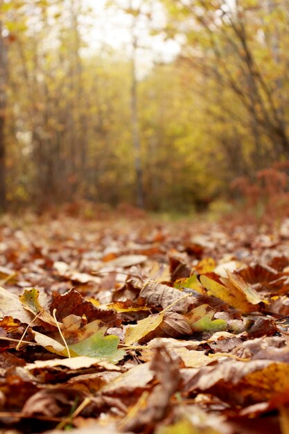 Schöne Herbstlandschaft mit gelben Bäumen und Oktobersonne Buntes Laub im natürlichen Hintergrund des Parks