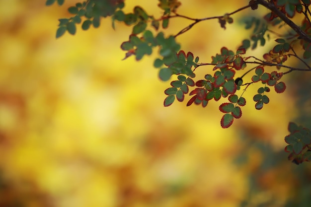 Schöne Herbstlandschaft mit gelben Bäumen und Sonne Buntes Laub im Park Fallende Blätter natürlicher Hintergrund