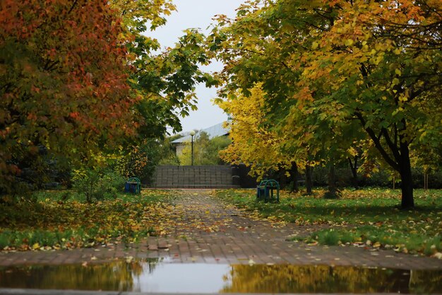 Schöne Herbstlandschaft mit gelben Bäumen und Sonne Buntes Laub im Park Fallende Blätter natürlicher Hintergrund